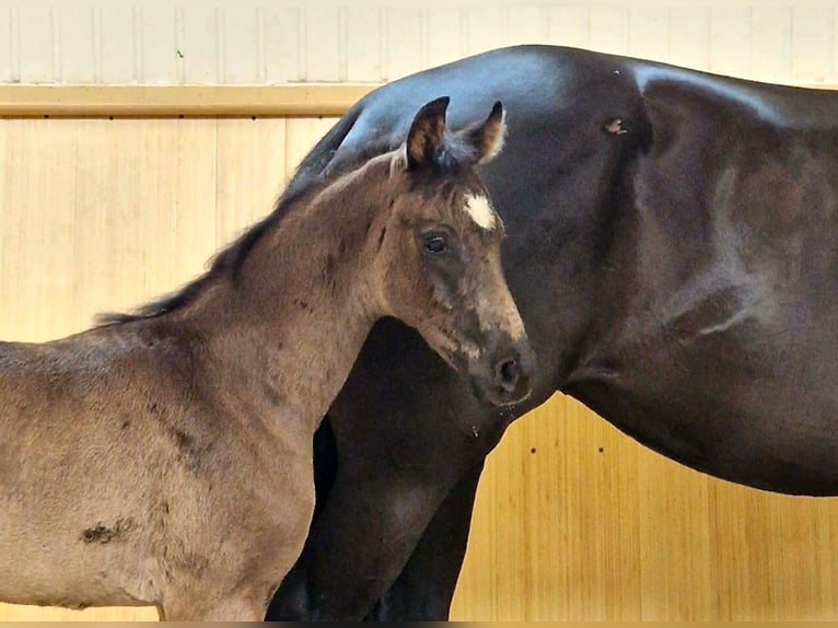 Hanoverian Mare Foal (05/2023) 16,2 hh Black in Kutenholz