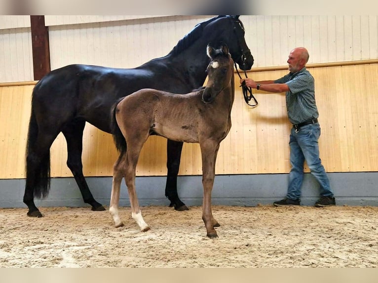 Hanoverian Mare Foal (05/2023) 16,2 hh Black in Kutenholz