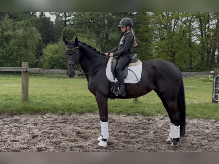 Hanoverian Mare Foal (01/2026) 16.2 hh Black in Kirchlinteln