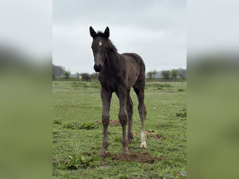 Hanoverian Mare Foal (03/2026) 16.2 hh Black in Westerstede