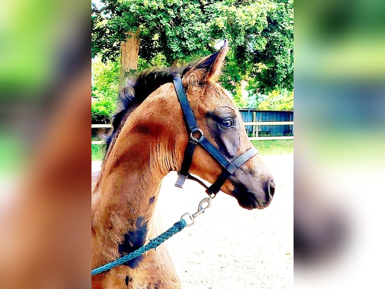 Hanoverian Mare Foal (05/2026) 16.2 hh Black in Lilienthal
