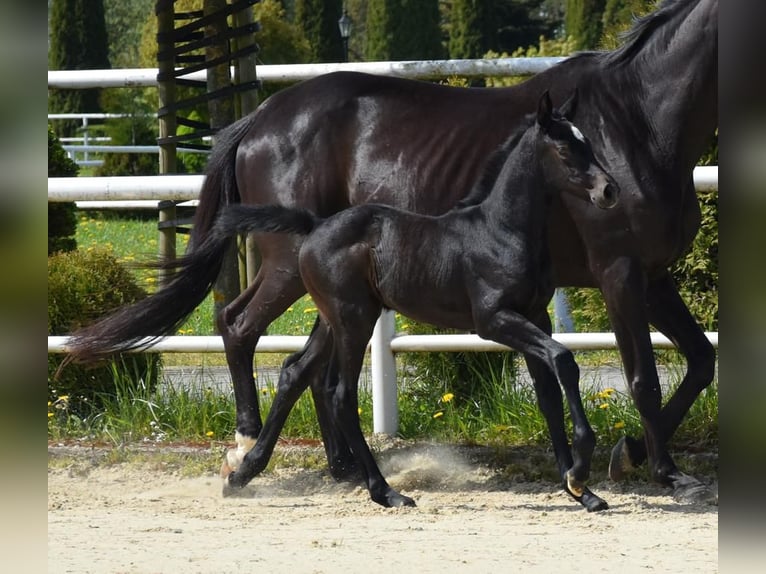 Hanoverian Mare Foal (04/2024) 16,2 hh Black in Wysin