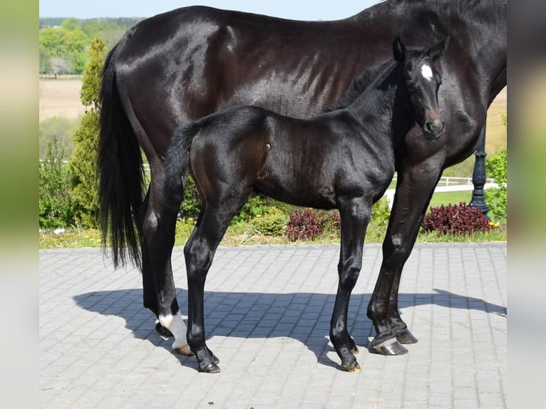 Hanoverian Mare Foal (04/2024) 16,2 hh Black in Wysin