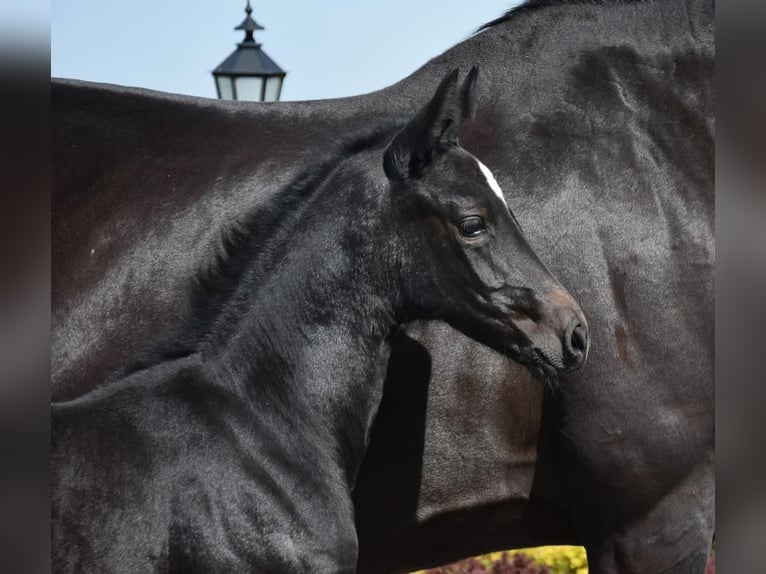 Hanoverian Mare Foal (04/2024) 16,2 hh Black in Wysin