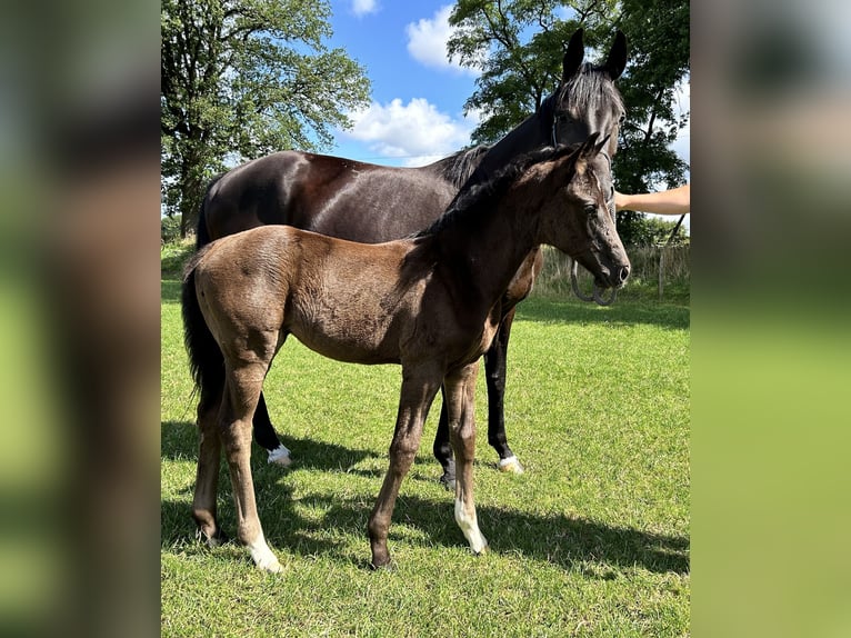 Hanoverian Mare Foal (05/2024) 16,2 hh Black in Sögel