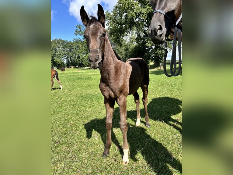 Hanoverian Mare Foal (05/2024) 16,2 hh Black in Sögel