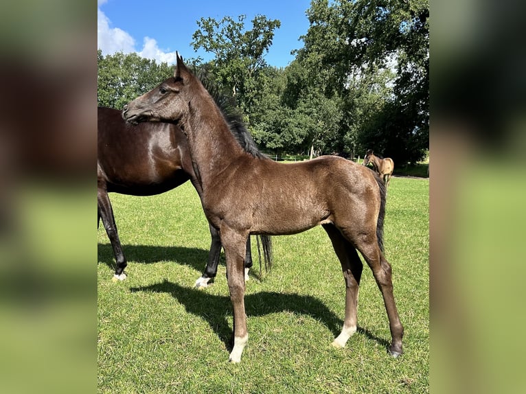 Hanoverian Mare Foal (05/2024) 16,2 hh Black in Sögel