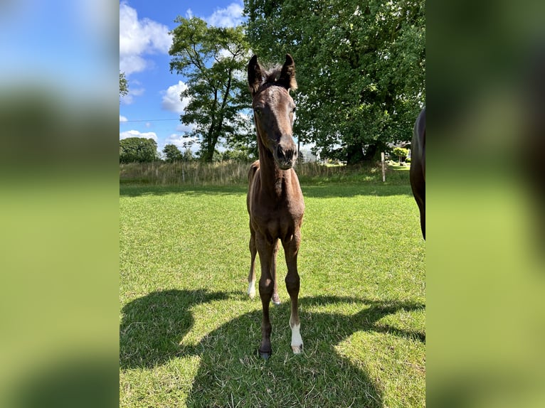 Hanoverian Mare Foal (05/2024) 16,2 hh Black in Sögel