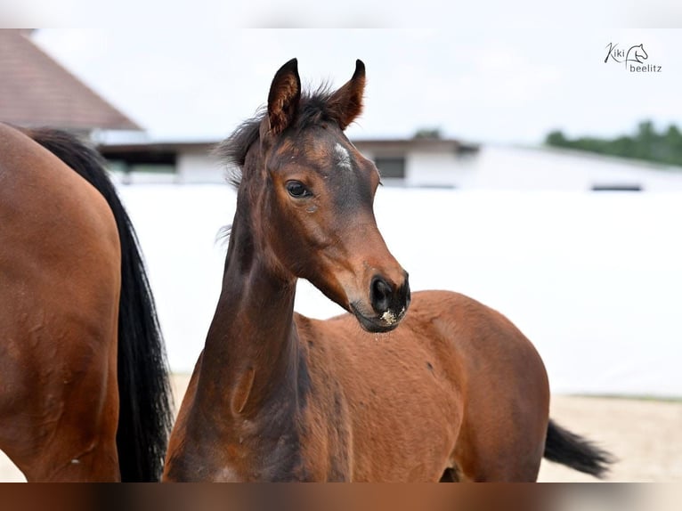 Hanoverian Mare Foal (02/2024) 16,2 hh Brown in Königslutter am Elm