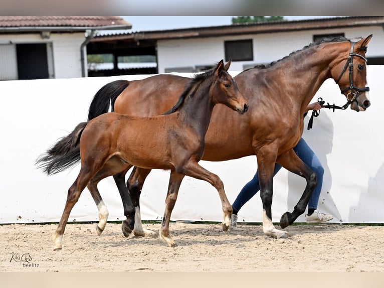 Hanoverian Mare Foal (02/2024) 16,2 hh Brown in Königslutter am Elm