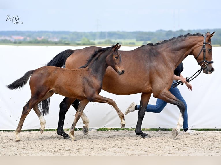 Hanoverian Mare Foal (02/2024) 16,2 hh Brown in Königslutter am Elm