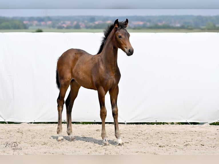 Hanoverian Mare Foal (02/2024) 16,2 hh Brown in Königslutter am Elm