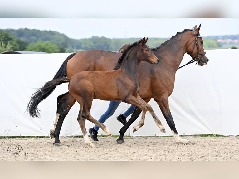 Hanoverian Mare Foal (02/2024) 16,2 hh Brown in Königslutter am Elm