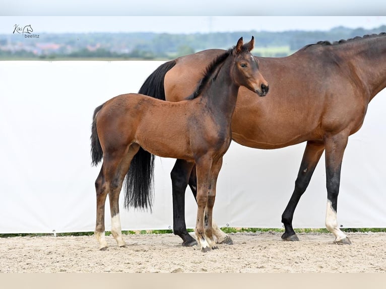 Hanoverian Mare Foal (02/2024) 16,2 hh Brown in Königslutter am Elm