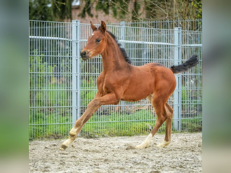 Hanoverian Mare Foal (02/2024) 16,2 hh Brown in Königslutter am Elm
