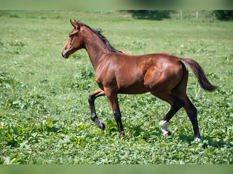 Hanoverian Mare Foal (03/2024) 16,2 hh Brown in Mühlenberge