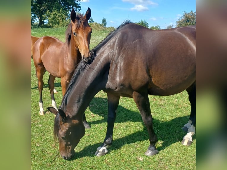 Hanoverian Mare Foal (03/2024) 16,2 hh Brown in Mühlenberge