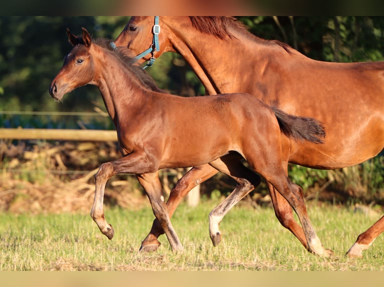 Hanoverian Mare Foal (03/2025) 16,2 hh Brown in Rickling