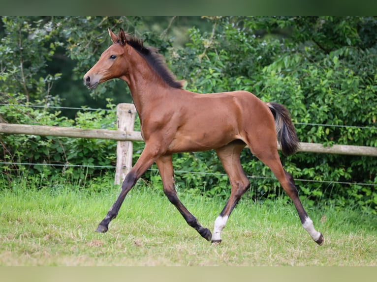 Hanoverian Mare Foal (03/2024) 16,2 hh Brown in Rickling