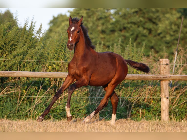 Hanoverian Mare Foal (03/2024) 16,2 hh Brown in Rickling