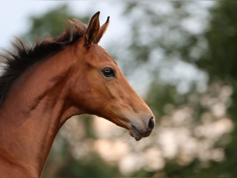 Hanoverian Mare Foal (03/2024) 16,2 hh Brown in Rickling