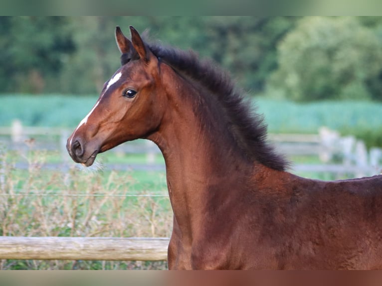 Hanoverian Mare Foal (03/2024) 16,2 hh Brown in Rickling