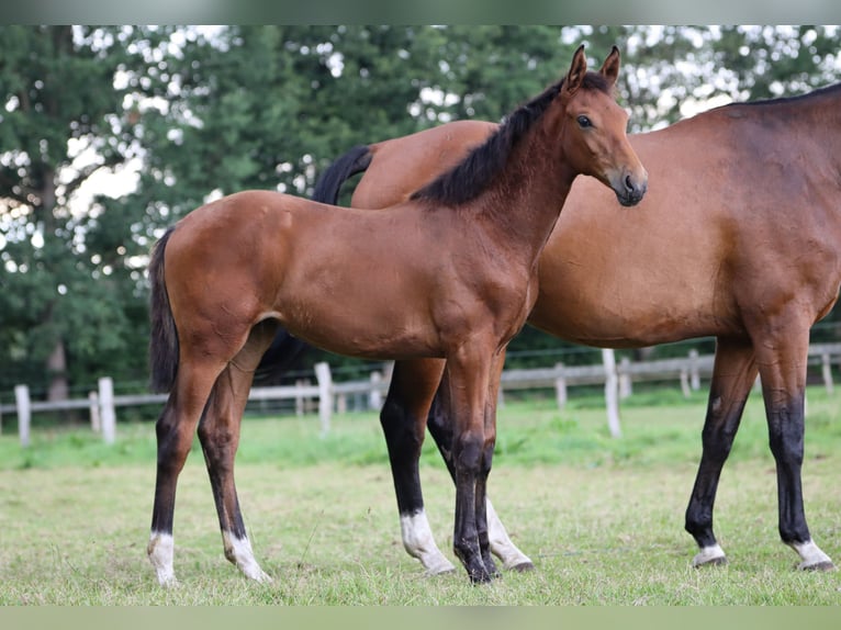 Hanoverian Mare Foal (03/2024) 16,2 hh Brown in Rickling