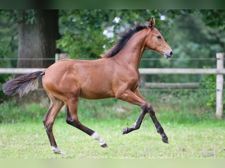 Hanoverian Mare Foal (03/2024) 16,2 hh Brown in Rickling