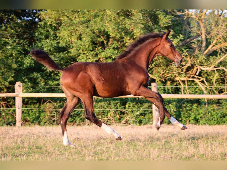 Hanoverian Mare Foal (03/2024) 16,2 hh Brown in Rickling