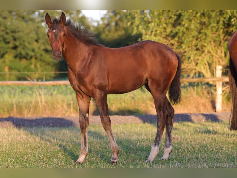 Hanoverian Mare Foal (03/2025) 16,2 hh Brown in Rickling