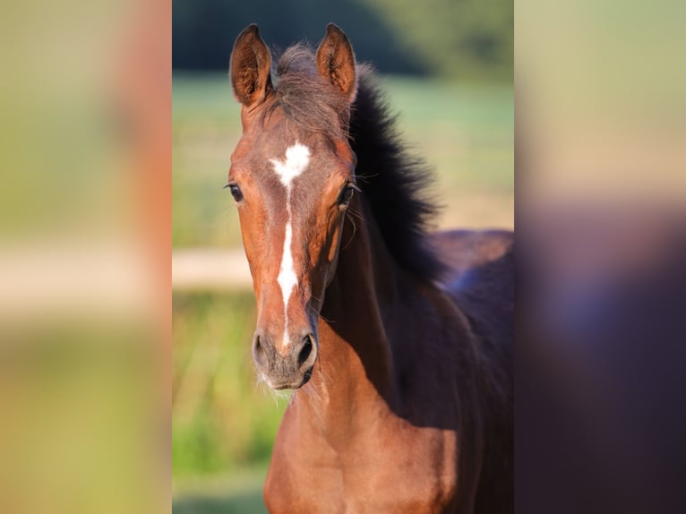 Hanoverian Mare Foal (03/2024) 16,2 hh Brown in Rickling