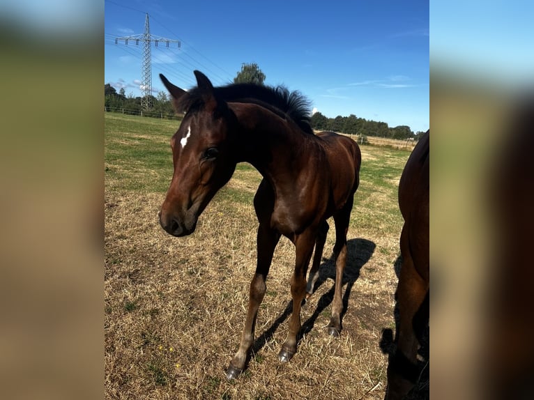 Hanoverian Mare Foal (05/2026) 16.2 hh Brown in Lilienthal
