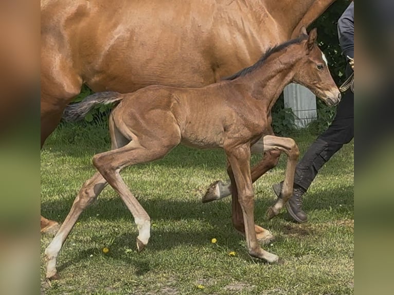 Hanoverian Mare Foal (04/2026) 16.2 hh Brown in Osterbruch