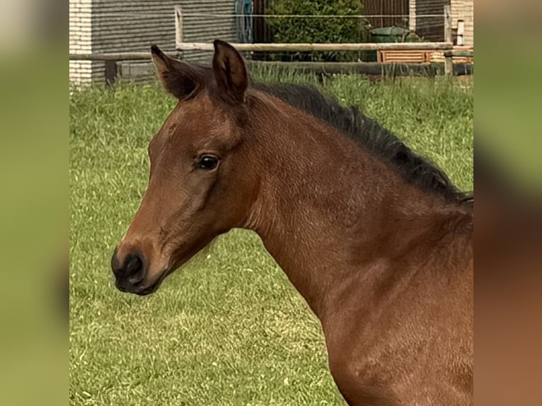 Hanoverian Mare Foal (03/2026) 16.2 hh Brown in Velpke