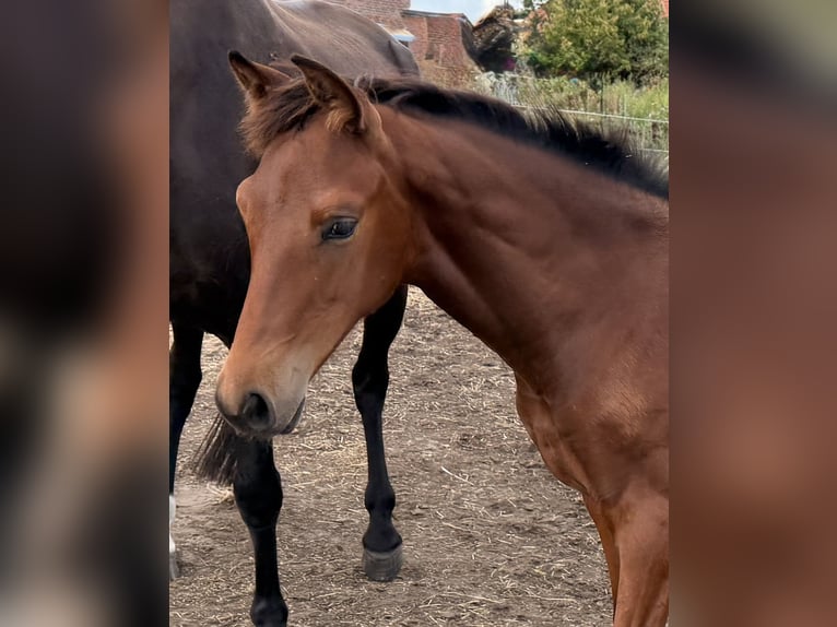 Hanoverian Mare Foal (03/2026) 16.2 hh Brown in Velpke