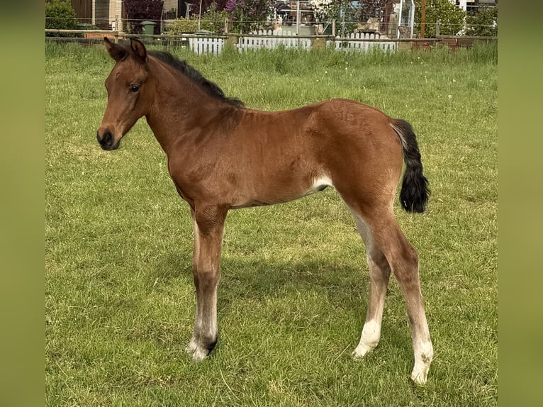 Hanoverian Mare Foal (03/2026) 16.2 hh Brown in Velpke