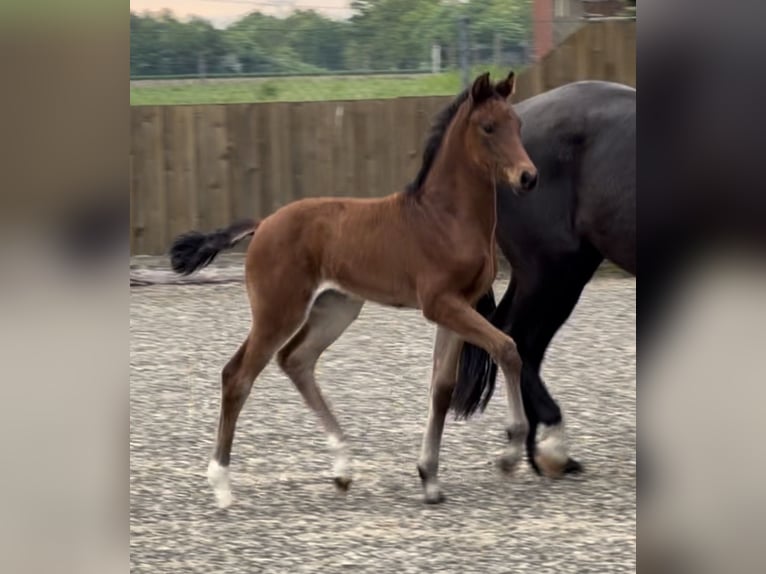 Hanoverian Mare Foal (03/2026) 16.2 hh Brown in Velpke