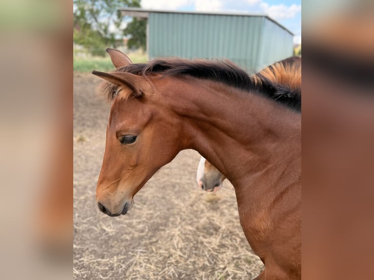 Hanoverian Mare Foal (03/2026) 16.2 hh Brown in Velpke