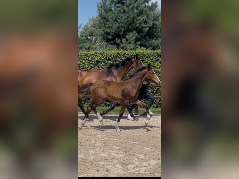 Hanoverian Mare Foal (03/2026) 16.2 hh Brown in Rotenburg (Wümme)Rotenburg