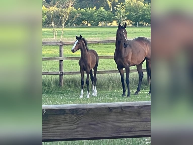 Hanoverian Mare Foal (03/2026) 16.2 hh Brown in Rotenburg (Wümme)Rotenburg