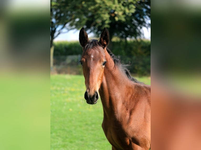 Hanoverian Mare Foal (06/2026) 16.2 hh Brown in Obernkirchen