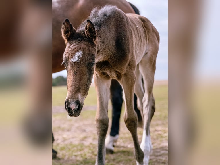 Hanoverian Mare Foal (04/2026) 16.2 hh Brown in Zdów