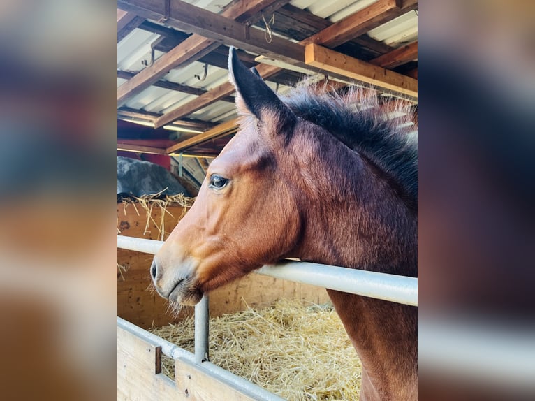 Hanoverian Mare Foal (06/2024) 16,2 hh Brown in Nauort