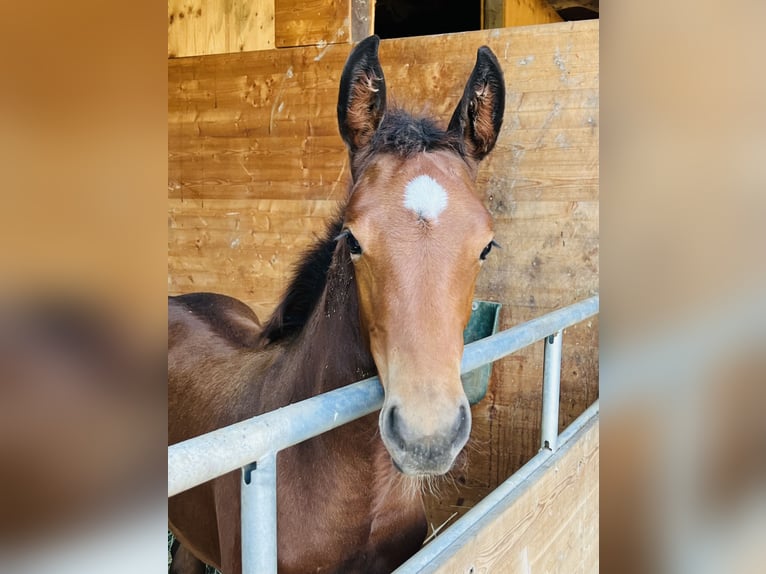 Hanoverian Mare Foal (06/2024) 16,2 hh Brown in Nauort