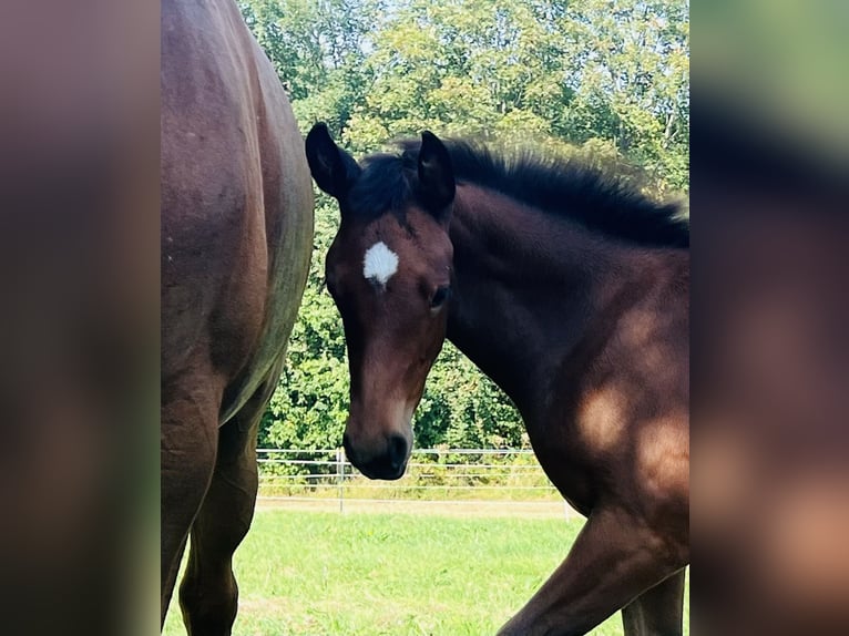 Hanoverian Mare Foal (06/2024) 16,2 hh Brown in Nauort