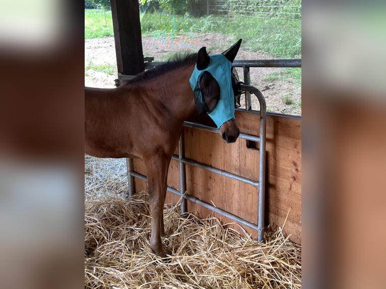 Hanoverian Mare Foal (06/2024) 16,2 hh Brown in Nauort