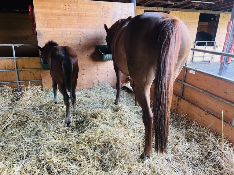 Hanoverian Mare Foal (06/2024) 16,2 hh Brown in Nauort