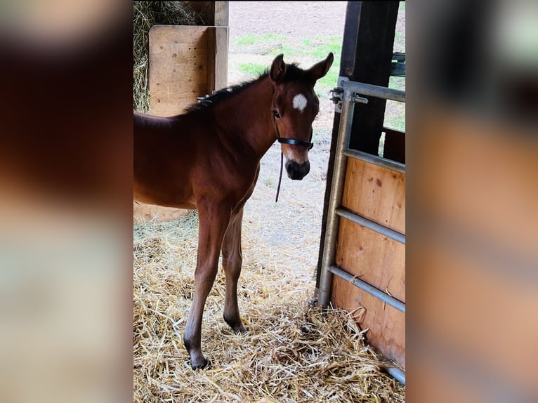 Hanoverian Mare Foal (06/2024) 16,2 hh Brown in Nauort