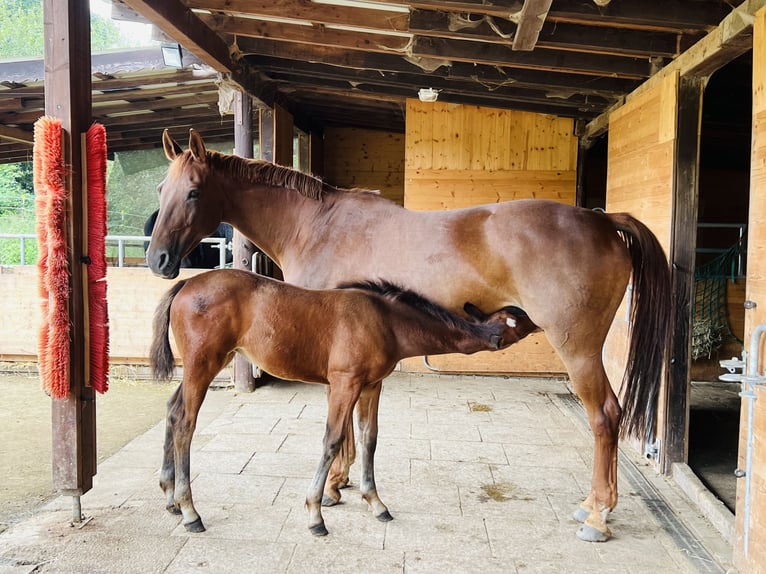 Hanoverian Mare Foal (06/2024) 16,2 hh Brown in Nauort