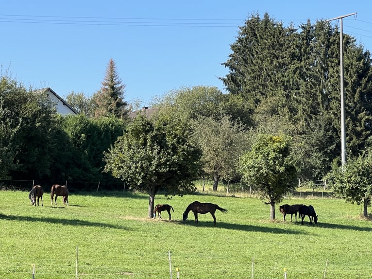 Hanoverian Mare Foal (06/2024) 16,2 hh Brown in Nauort